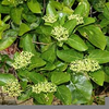 Premna Mucronata Image