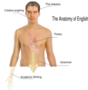 Human Body Anatomy Basics Clip Art