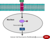 Cell Membrane Clip Art