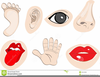 Clipart Cartoon Body Parts Image