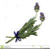 Free Lavender Clipart Image