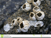 Barnacle Clipart Image