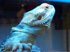 Blue Bearded Dragon Image