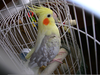 Female Pearl Cockatiel Image