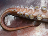 Squid Feeding Tentacles Image