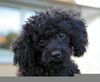 Black Toy Poodles Image