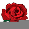 Rose Images Clipart Image