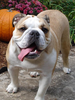 English Bulldog Image