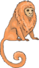 Marmoset Clip Art