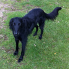 Black Saluki Puppy Image