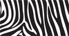 Zebra Image