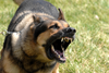 Military Dog Barking Image