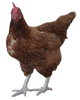 Rooster Image