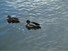 Ducks Swimming Clipart Image