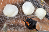 False Widow Eggs Image