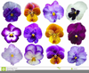 Pansies Clipart Image