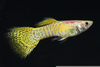 Gold Cobra Guppy Image