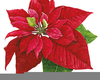 Poinsetta Clipart Image