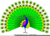 Dancing Peacock Clipart Image