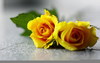 Yellow Roses Wallpaper Image