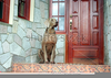 Labrador Guarding House Image