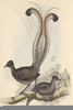 Clipart Oiseau Lyre Image