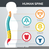 Free Chiropractor Clipart Image