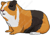 Clipart Of Guinea Pig Image