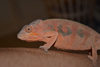 Hybrid Panther Chameleon Image