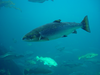 Salmon Fishing Wallpaper Image