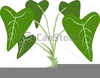 Taro Clipart Image