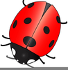 Animated Ladybird Clipart Image