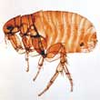 Flea Image