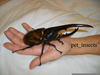 Giant Rhinoceros Beetle Image