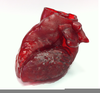 D Printed Heart Image