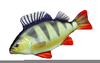 Fish Perch Clipart Image