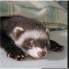 Sable Mask Ferret Image