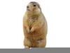 Animated Prairie Dog Clipart Image