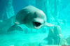 Beluga Whales Smiling Image