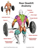 Romanian Deadlift Muscles Image