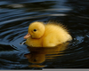 Baby Ducks Image