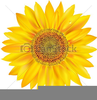 Large Sunflower Clipart Image