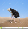 Ostrich Head In Sand Free Clipart Image