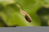 Tadpoles In Water Image