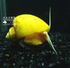 Gold Mystery Snail Image