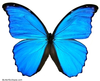 Blue Morpho Didius Image