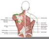 Spine Scapula Pain Image