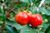 Acerola Malpighia Glabra Image