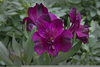 Dark Purple Alstroemeria Image