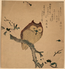 Owl And Magnolia. Image